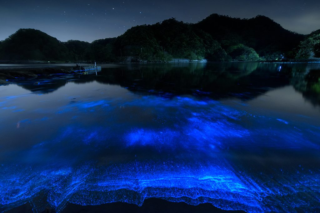 夜光虫　西島イメージ　サークルイベント