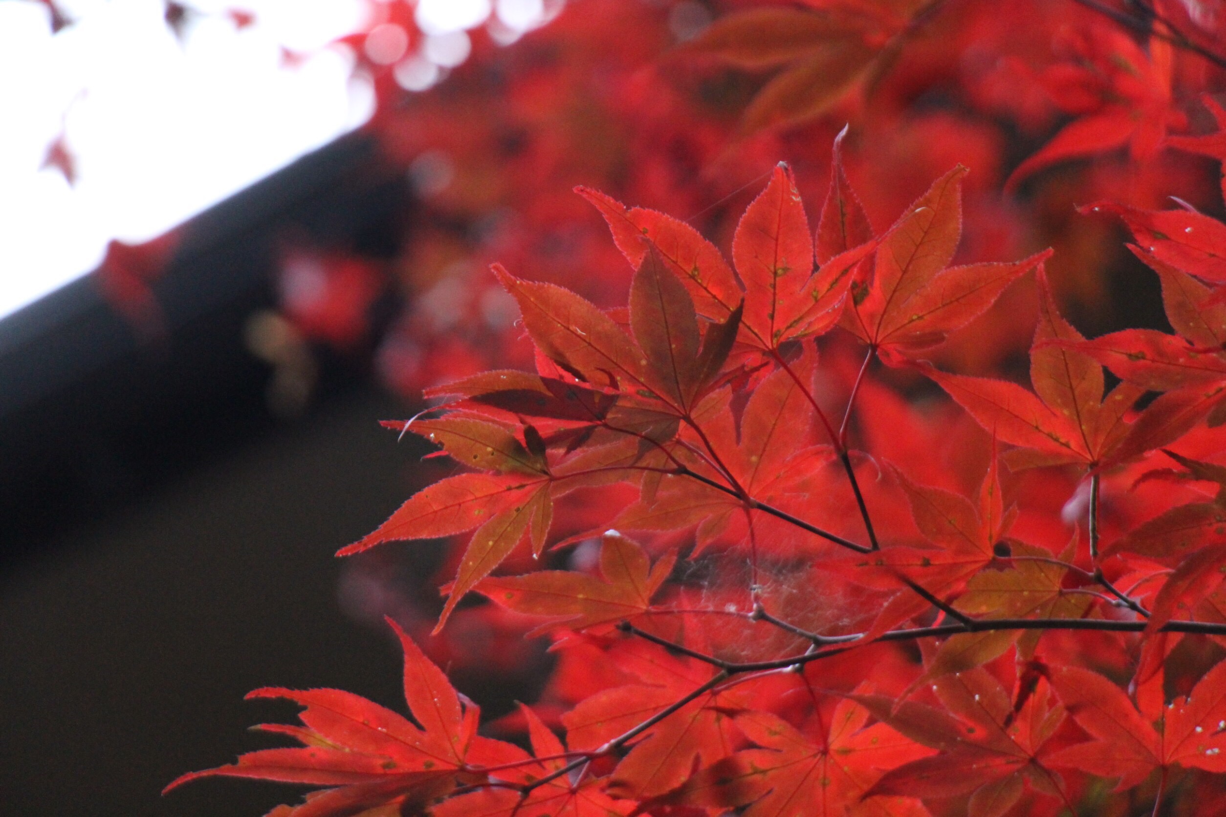 11/10-11貴船神社へ晴れ祈願!そしたら晴れた!