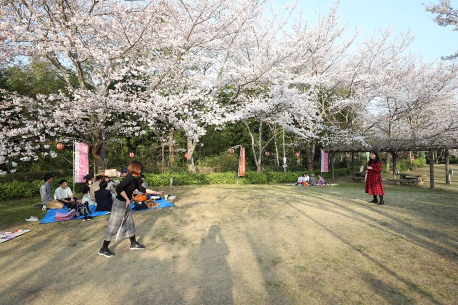 亀池公園の桜まつりイベントサークル