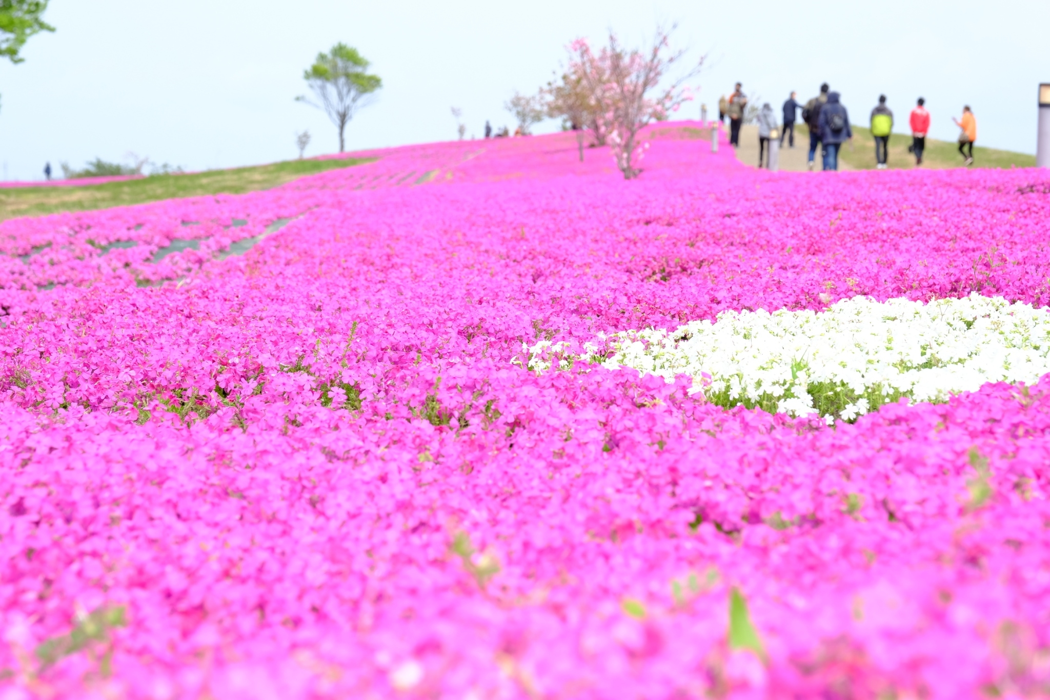 4/15 雨の天体観測会(1泊) 鳥取県大山の体育館といろんな桜